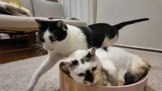 困った顔の新入り猫