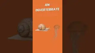 Vertebrate or Invertebrate? Animal Classifications