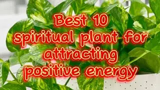 Best 10 spiritual plant for attracting positive energy ✨🌿✨