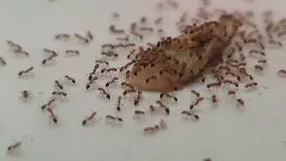 &ldquo;Small but Mighty: What Ants Can Teach Us About Life&rdquo;
