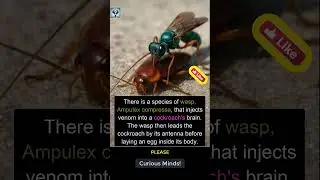 Zombie Wasp: How Ampulex compressa Controls Cockroach Minds