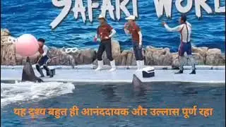 Dolphin show of thailand 
