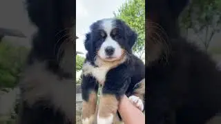 Berner Puppy First Time Playing Outside 🐾 #bernesepuppy #bmd #barvommatterhorn