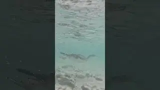 Wild Life: Duck on the Hunt for Fish! Sea Underwater Captured Momment #underwater #duck