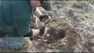 КАК ПОПОЙМАТЬ КОЙОТОВ?