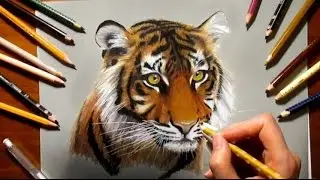 Colored Pencil Pencil Drawing: Tiger - Speed Draw | Jasmina Susak