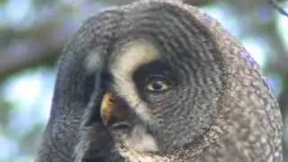 Great Grey Owl - Strix nebulosa