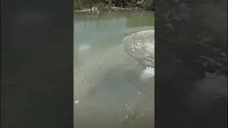 Buffalo diving in water#buffalo #swimming #nature