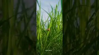 fullscreen Status|Nature Status|
