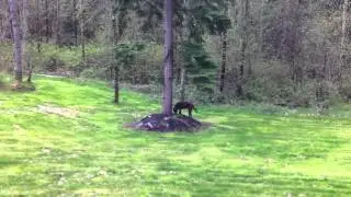 Dog burying bone