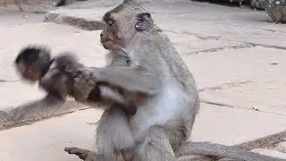 Orphan Jessei Catch Delena GO AWAY | Baby Screaming To Mother and Exhausted | Monkey Sounds