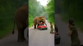 You Won&rsquo;t Believe What This Elephant Did to a Car!