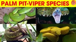 🐍Different Types of Palm Pit Viper Species Name in English for kids #kidslearning #snake #viper 🐍