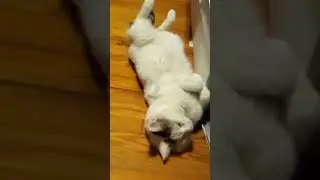 Laid back cat!