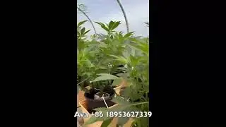 Dutch bucket