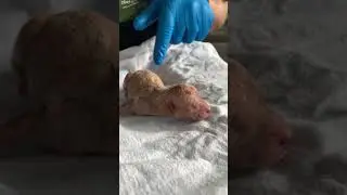 How to bottle feed a runt puppy - Utah Goldendoodles