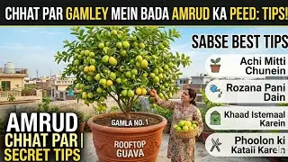 Guava public Demand video  |  Guava Plant in pot |  Amrood in pot | अमरूद का पौधा