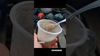 Quer Descobri Como Cuidar Das Suas Plantas? Veja os v&iacute;deos completos no canal! - @segundoweny