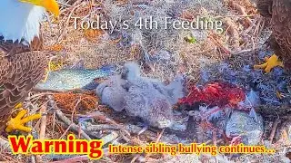#75🦅🐥16&deg;🐥11&deg;／Winter Park Eagle Nest 2026／Against All Odds:One-Eyed Mom／by Winter Park Eagle Cam