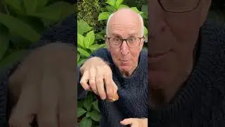 HOW TO PLANT TULIPS IN POTS # SHORT