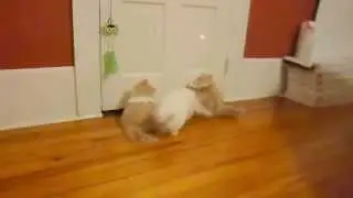 Primrose's 13 Week Old Cream Persian and Himalayan Boys Playing With 