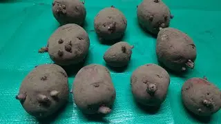 How to chit (sprout) potatoes  ! #gardening #homegrown