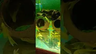 #I144 #lda16 #greendragon #s&uuml;perred #aquarium #fish #pleco #bristlenosepleco