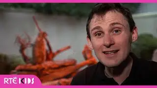 Dublin Zoo Meerkats | RTÉ Home School Hub | @RTÉ Kids