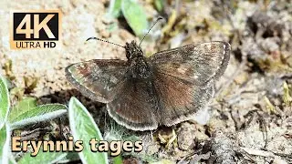 Dingy skipper (Erynnis tages)
