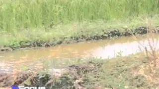 Kenya Livestock