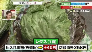 急な冷え込みでレタスが値上がり　寒さに強いハクサイは値下がり　列島を襲う「最強寒波」の野菜への影響は (2026年1月23日)