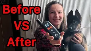 Should you get this No Shock Dog Training Collar?