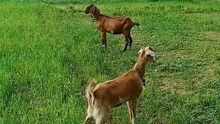 My Lamb Song (Anak Kambing Saya) #viralvideo Kiddsong #laguanak #lagukambing #cacamarica #fyp