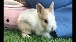 CAP 515. PEQUE&Ntilde;O CONEJO NECESITA UNA FAMILIA. Adopci&oacute;n de conejos en Madrid.