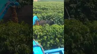 Safra caf&eacute; 2022. Ouro Verde Mecaniza&ccedil;&atilde;o Agr&iacute;cola! #safra2022#oagronaopara#cafeicultura
