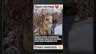#друзья #лайк #топ #популярное #подпишись #жизнь #волк #судьба #истина #relaxingmusic #love #music