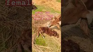 #cow delivery  #shortsfeed #subscribe #shortsviral #shorts #farming #animals #ytshorts #trending