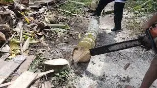 Oparator seinsaw tebang pohon asem presis di sebelah rumah di kalisat mandiraja banjarnegara