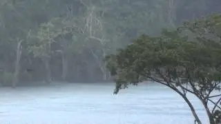 SONS DA NATUREZA PARA RELAXAMENTO, CHOVENDO NA FLORESTA AMAZ&Ocirc;NICA, MEDITA&Ccedil;&Atilde;O, UATUM&Atilde; CHUVA DE VER&Atilde;O.