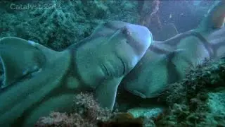 Shark behaviour