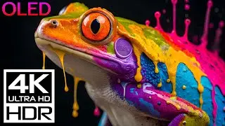 4K Video ULTRA HD: Explore the Hidden Depths in Dolby Vision🌿8K 60FPS HDR Relaxation