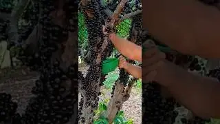 Jabuticaba le raisin Br&eacute;silien