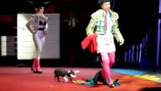 Cirque Italia - best dog / bull act ever!!