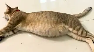 Pregnancy cat slept full evening #pregnant #cat