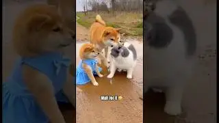 Scottish Fold Bullies a Norwegian Forest puppy...Until Mom Shows Up 🤣🤣