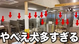 【ガチで多すぎる】こんな状態初めて見た広島愛護センターに犬が多すぎて収容がギリギリすぎる