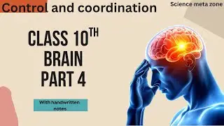 Human brain class 10th boards control and coordination part 4 
