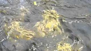 Wobbler 2 - Swim test