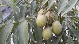 একটি বাড়ি ছাদের উপরে কি সুন্দর ফল ফলাতে গাছ সবজি গাছ