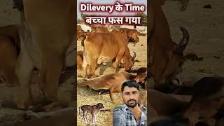 Dilevery के Time बच्चा फंस गया 😱। #gircow #dairyfarm #villagelife #cowdileavery